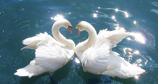 شعر در مورد قو ، شعر و متن کوتاه صدای آواز قو و راز عشق قو + شکل پرنده قو