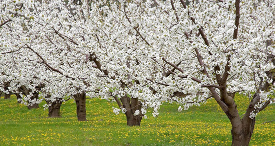 شعر بهار کودکانه ، برای پیش دبستانی + شعر کودکانه بهار چقدر قشنگه