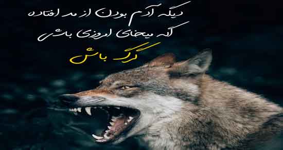 شعر در مورد سگ و گرگ ؛ اشعاری زیبا درباره سگ و گرگ