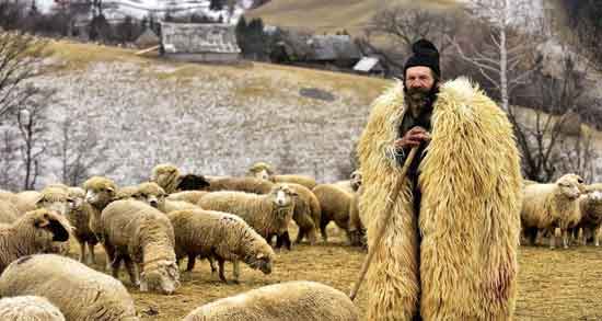 شعر در مورد سگ چوپان ؛ مجموعه ای از بهترین اشعار درباره سگ چوپان