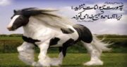 شعر کوتاه در مورد حیوانات ؛ مجموعه اشعار کوتاه درباره حیوانات