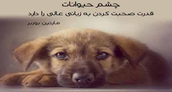 متن در مورد حمایت از حیوانات ؛ جملاتی زیبا درباره حمایت از حیوانات