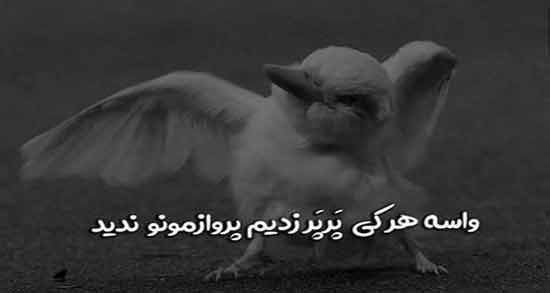 متن سنگین لاتی ؛ جملات لاتی بسیار خفن و باحال