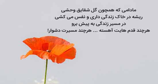 شعر نو در وصف گل ؛ مجموعه اشعار نو درباره گل