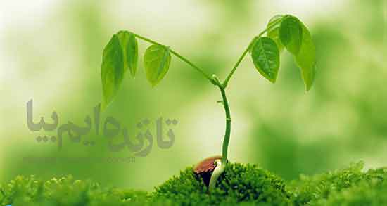 تا زنده ایم بیا ، شعر در مورد قدر زندگی را دانستن + قدر عشق را ندانستن
