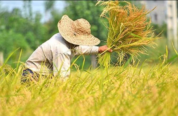 برنج شمال و خرید آن