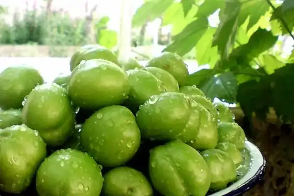 خواص آلوچه سبز خیراندیش در طب سنتی برای پوست و مو و دیابت و لاغری