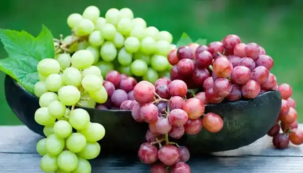 خواص انگور خیراندیش در طب سنتی برای پوست و مو و دیابت و لاغری