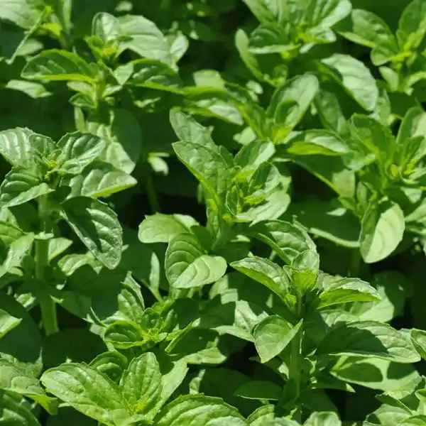 خواص عرق پونه خیراندیش در طب سنتی برای پوست و مو و دیابت و لاغری