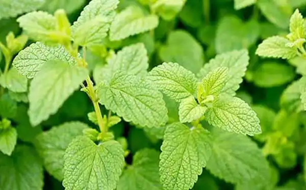 خواص بادرنجبویه خیراندیش در طب سنتی برای پوست و مو و دیابت و لاغری