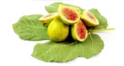 خواص برگ انجیر خیراندیش در طب سنتی برای پوست و مو و دیابت و لاغری
