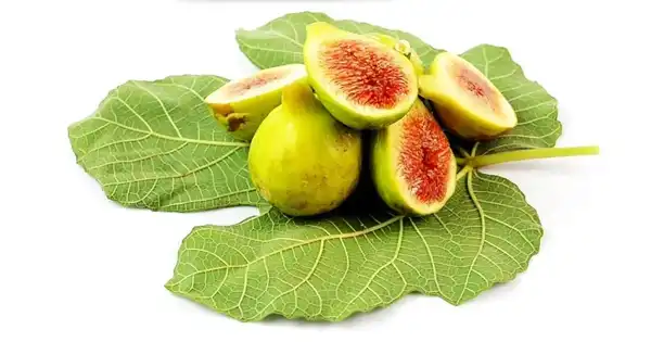 خواص برگ انجیر خیراندیش در طب سنتی برای پوست و مو و دیابت و لاغری