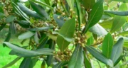خواص برگ بو خیراندیش در طب سنتی برای پوست و مو و دیابت و لاغری
