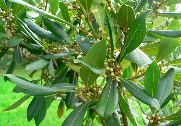 خواص برگ بو خیراندیش در طب سنتی برای پوست و مو و دیابت و لاغری
