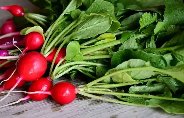 خواص برگ تربچه خیراندیش در طب سنتی برای پوست و مو و دیابت و لاغری