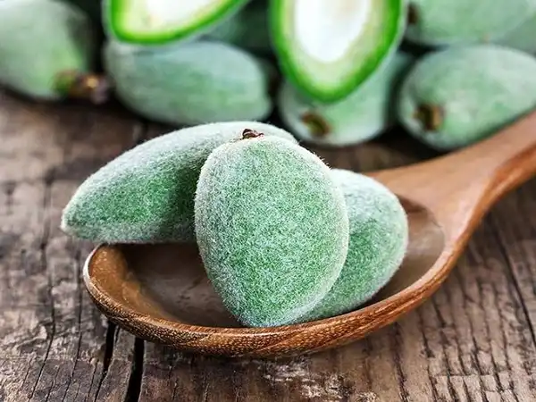 خواص چغاله بادام خیراندیش در طب سنتی برای پوست و مو و دیابت و لاغری