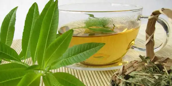 خواص دمنوش به لیمو خیراندیش در طب سنتی برای پوست و مو و دیابت و لاغری