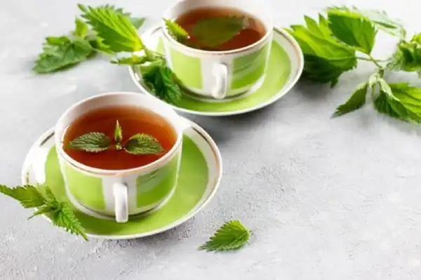 خواص دمنوش پونه خیراندیش در طب سنتی برای پوست و مو و دیابت و لاغری