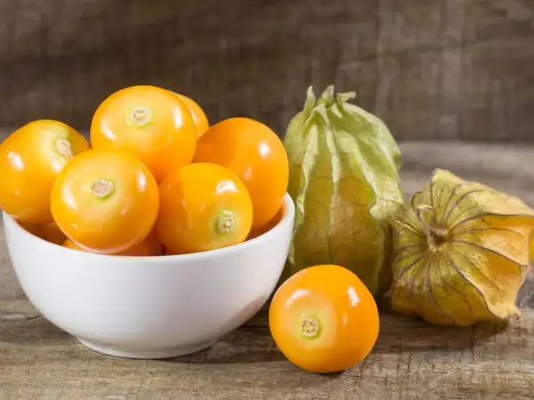 خواص فیسالیس خیراندیش در طب سنتی برای پوست و مو و دیابت و لاغری
