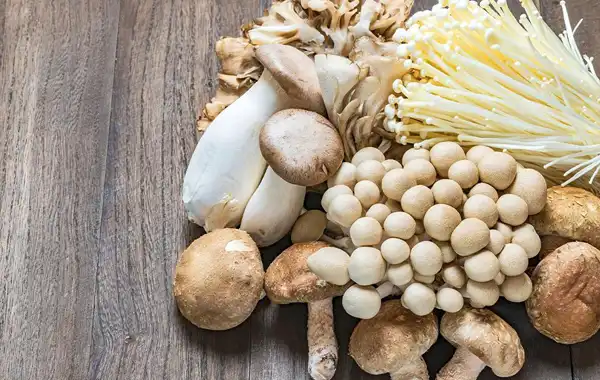 خواص قارچ خیراندیش در طب سنتی برای پوست و مو و دیابت و لاغری