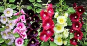 خواص گل ختمی خیراندیش در طب سنتی برای پوست و مو و دیابت و لاغری