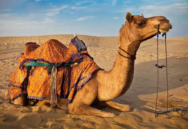 خواص گوشت دم شتر خیراندیش در طب سنتی برای پوست و مو و دیابت و لاغری