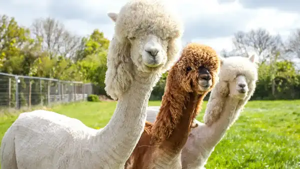 خواص گوشت لاما خیراندیش در طب سنتی برای پوست و مو و دیابت و لاغری