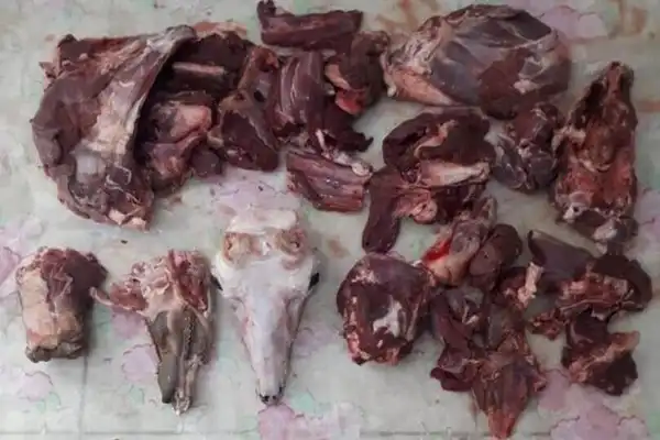 خواص گوشت شکار خیراندیش در طب سنتی برای پوست و مو و دیابت و لاغری