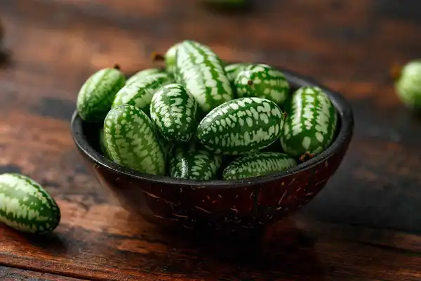 خواص هندوانه ابوجهل خیراندیش در طب سنتی برای پوست و مو و دیابت و لاغری