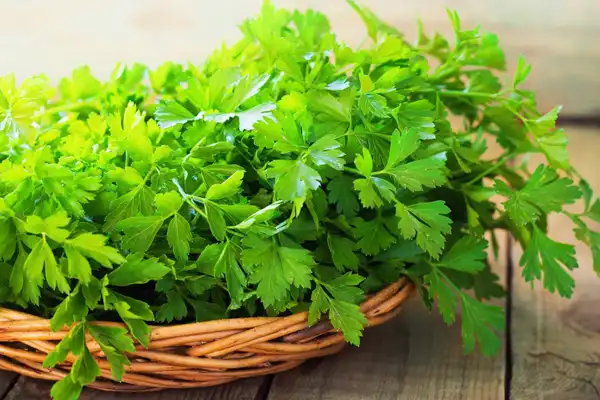 خواص جعفری خیراندیش در طب سنتی برای پوست و مو و دیابت و لاغری