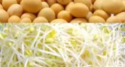 خواص جوانه سویا خیراندیش در طب سنتی برای پوست و مو و دیابت و لاغری
