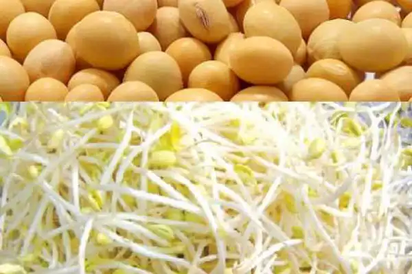 خواص جوانه سویا خیراندیش در طب سنتی برای پوست و مو و دیابت و لاغری