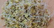 خواص جوانه عدس خیراندیش در طب سنتی برای پوست و مو و دیابت و لاغری
