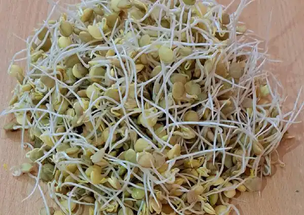 خواص جوانه عدس خیراندیش در طب سنتی برای پوست و مو و دیابت و لاغری