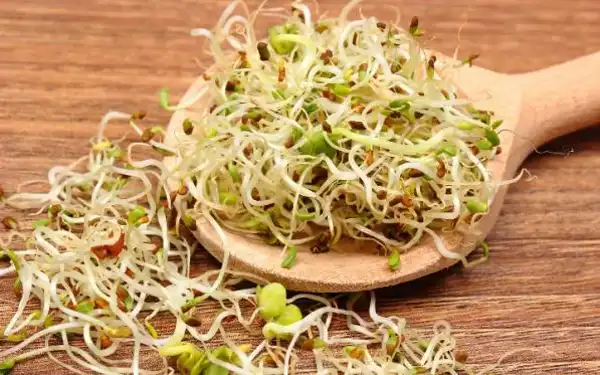 خواص جوانه ارزن خیراندیش در طب سنتی برای پوست و مو و دیابت و لاغری