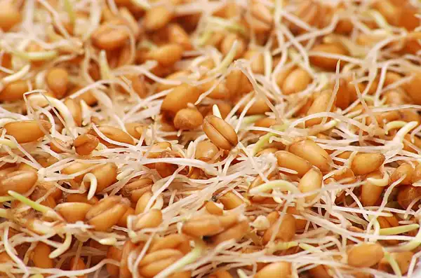 خواص جوانه جو خیراندیش در طب سنتی برای پوست و مو و دیابت و لاغری