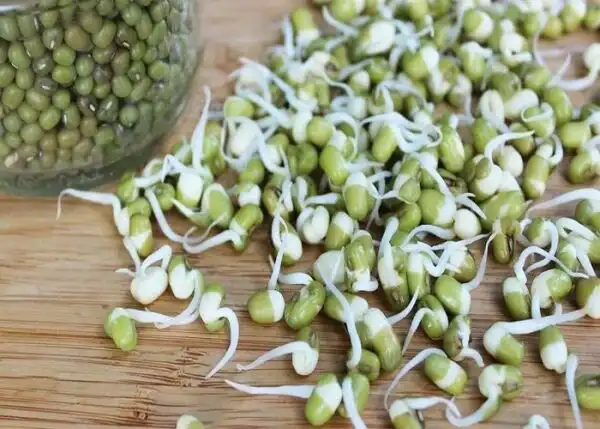 خواص جوانه ماش خیراندیش در طب سنتی برای پوست و مو و دیابت و لاغری