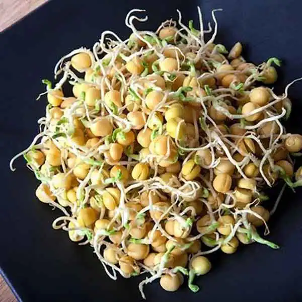 خواص جوانه نخود خیراندیش در طب سنتی برای پوست و مو و دیابت و لاغری