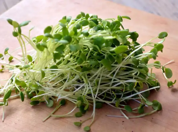 خواص جوانه شبدر خیراندیش در طب سنتی برای پوست و مو و دیابت و لاغری