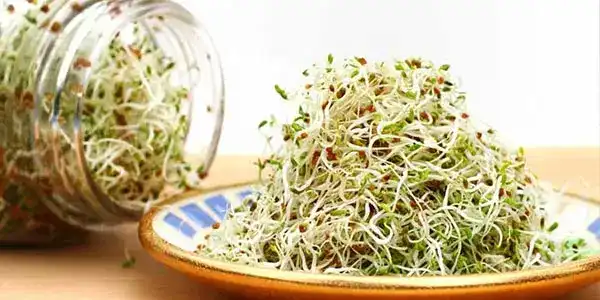 خواص جوانه یونجه خیراندیش در طب سنتی برای پوست و مو و دیابت و لاغری