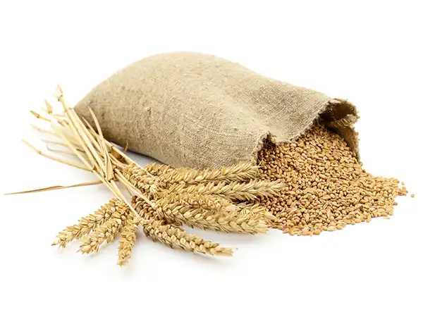 خواص جو خیراندیش در طب سنتی برای پوست و مو و دیابت و لاغری