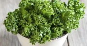 خواص کلم کیل خیراندیش در طب سنتی برای پوست و مو و دیابت و لاغری