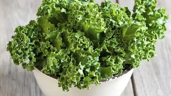 خواص کلم کیل خیراندیش در طب سنتی برای پوست و مو و دیابت و لاغری