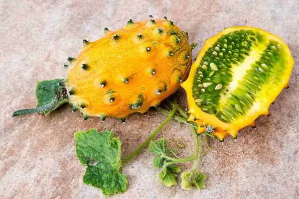 خواص خربزه شاخدار خیراندیش در طب سنتی برای پوست و مو و دیابت و لاغری