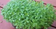 خواص خرفه خیراندیش در طب سنتی برای پوست و مو و دیابت و لاغری