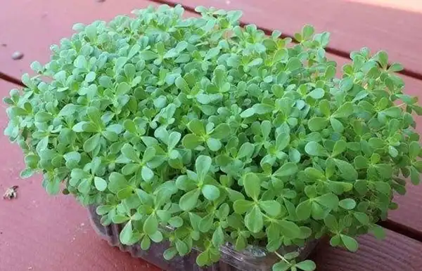 خواص خرفه خیراندیش در طب سنتی برای پوست و مو و دیابت و لاغری