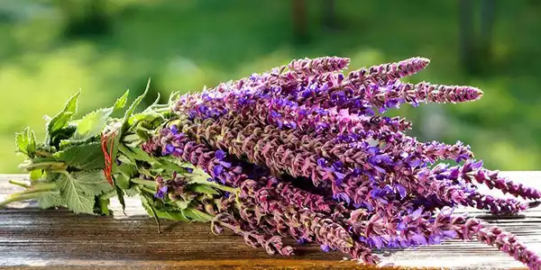 خواص مریم گلی خیراندیش در طب سنتی برای پوست و مو و دیابت و لاغری