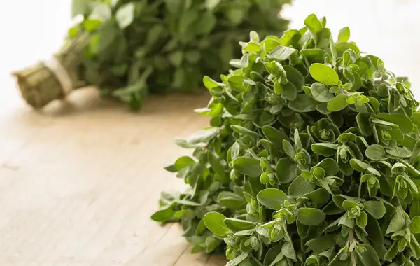 خواص مرزنجوش خیراندیش در طب سنتی برای پوست و مو و دیابت و لاغری
