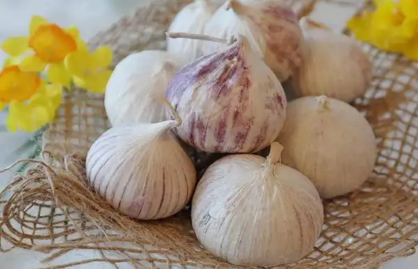 خواص موسیر خیراندیش در طب سنتی برای پوست و مو و دیابت و لاغری