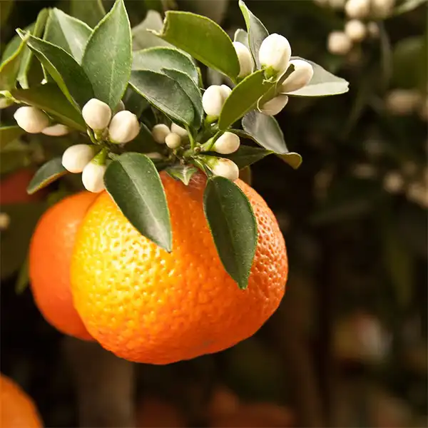 خواص نارنج خیراندیش در طب سنتی برای پوست و مو و دیابت و لاغری